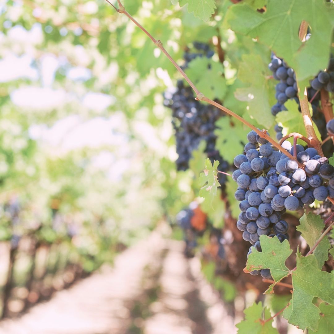 best eastern shore maryland wineries vineyards