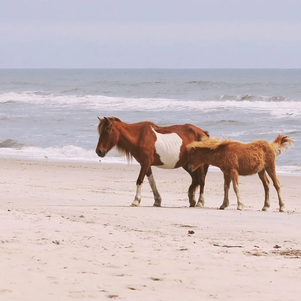 Assateague Island National Seashore