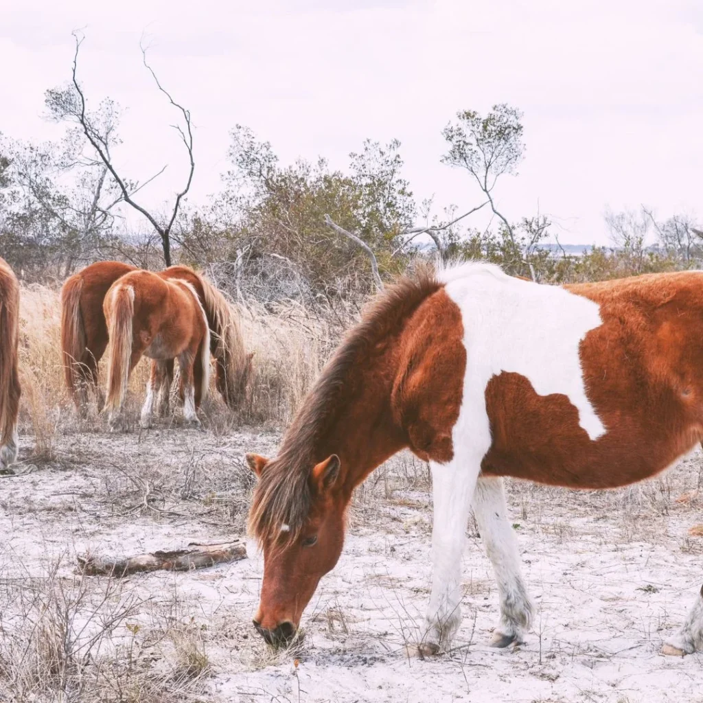 Wild Horses On Assateague Island