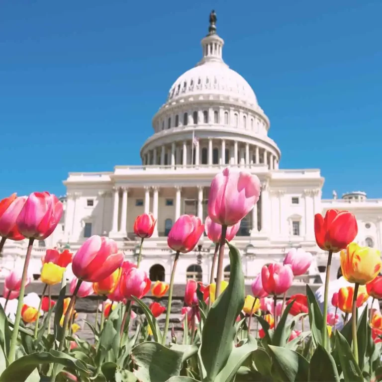 Visit Washington DC In March: Complete 2024 Guide